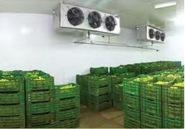 Lắp đặt Kho lạnh bảo quản nông sản