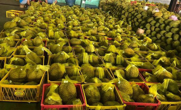 Kho lạnh bảo quản sầu riêng 1