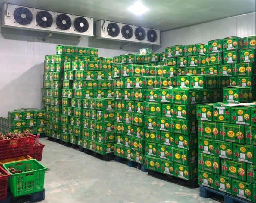 thiết kế kho lạnh bảo quản thanh long