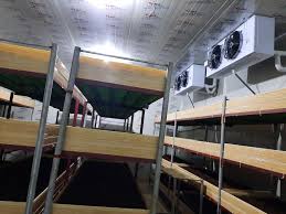 Xây dựng kho lạnh bảo quản nấm