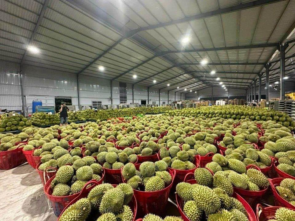 Chi phí làm kho đông lạnh sầu riêng